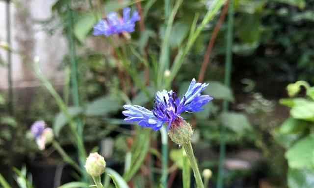 代表孤独迷茫的花是什么？孤独迷茫的花语是什么？