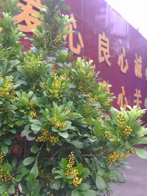 米兰花的花语是什么？米兰花有哪些寓意？