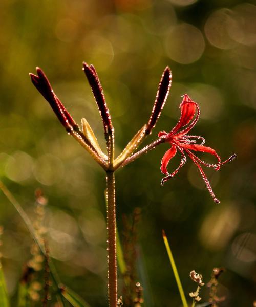 代表执念的花是什么？执念的花语是什么？