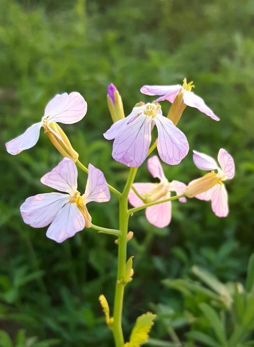 萝卜开花有什么寓意？萝卜开花是好兆头吗？