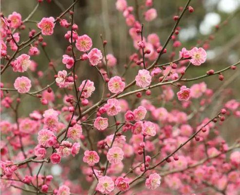 梅州的市花是什么？梅花的象征意义是什么？