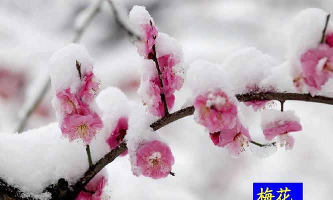 梅州的市花是什么？梅花的象征意义是什么？