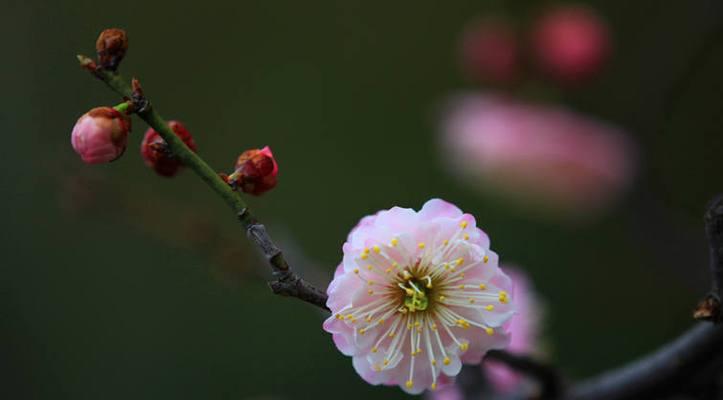 梅花的象征意义是什么？梅花有哪些寓意？