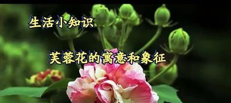 代表自爱自尊的花是什么？自爱自尊的花语是什么？