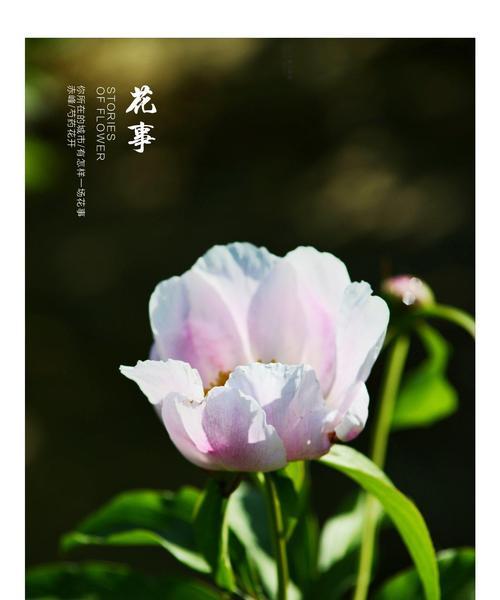 白芍花的花语是什么？白芍花有哪些传说？