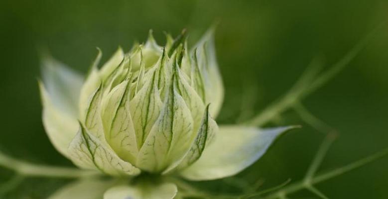 黑种草的花语是什么？黑种草有哪些寓意？