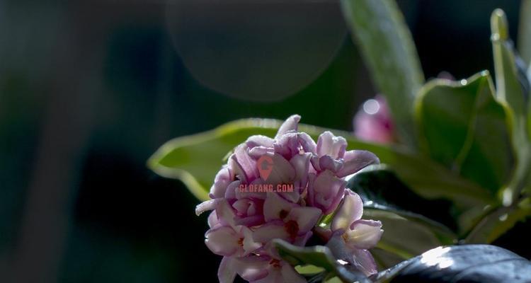 瑞香花不同颜色的花语是什么？瑞香花各种颜色代表什么？