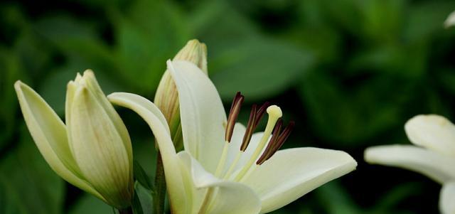 百合花的花语是什么？百合花有哪些寓意？