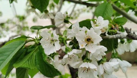 樱桃花的花语是什么？樱桃花有哪些相关信息？