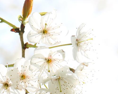 樱桃花的花语是什么？樱桃花有哪些相关信息？