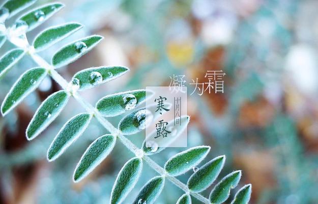 韭菜的风水寓意是什么？韭菜怎么种植？