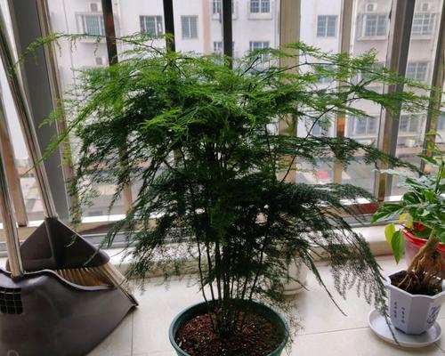 富贵椰子的寓意是什么？富贵椰子有哪些风水象征意义和摆放禁忌？