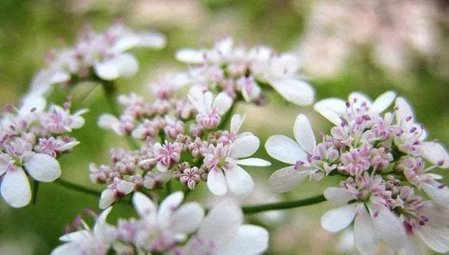 香菜会开花吗？香菜开花有什么寓意？