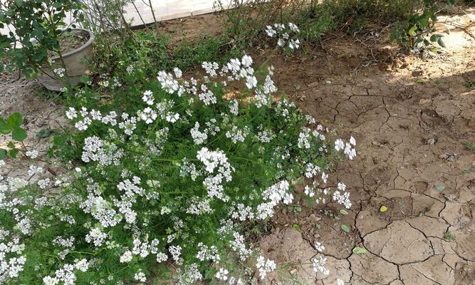 香菜会开花吗？香菜开花有什么寓意？