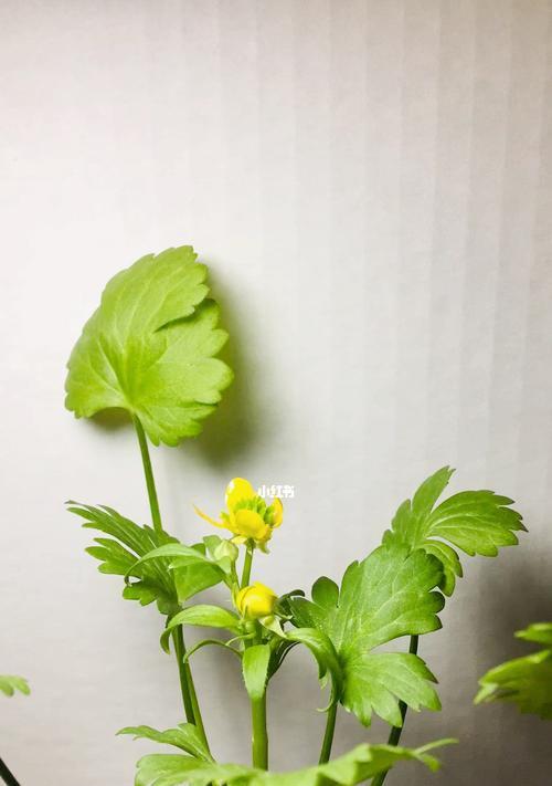 香菜会开花吗？香菜开花有什么寓意？