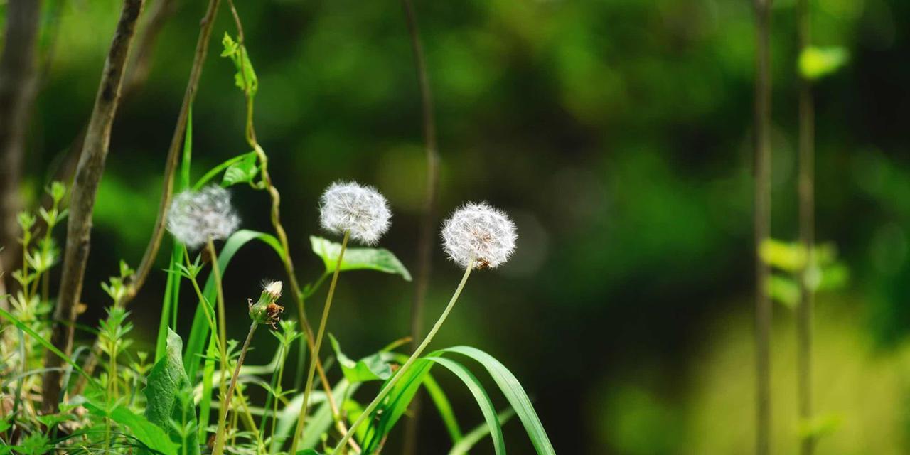 蒲公英的花语是什么？蒲公英有哪些象征意义？