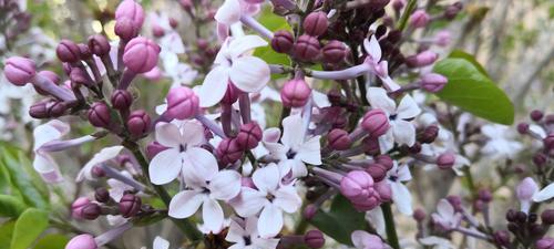 丁香花的花语是什么？丁香花有哪些寓意？