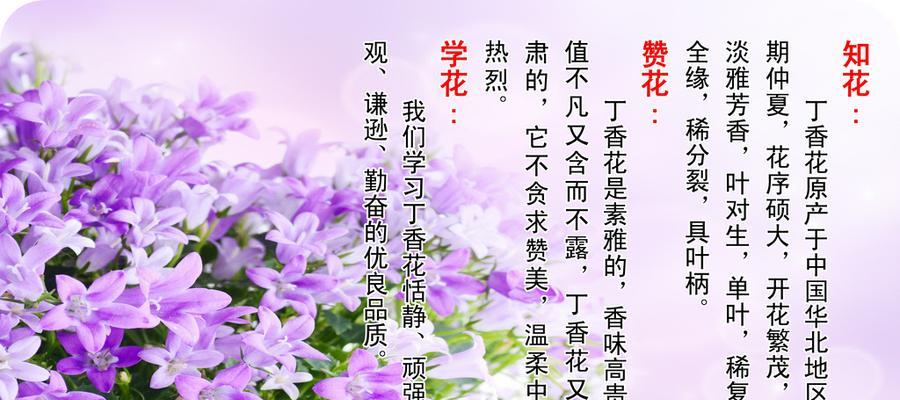 丁香花的花语是什么？丁香花有哪些寓意？