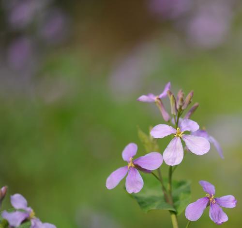 诸葛菜的花语是什么？诸葛菜有哪些寓意？