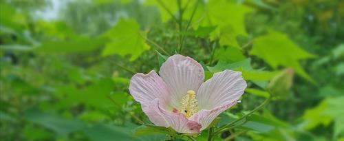 芙蓉花的花语是什么？芙蓉花有哪些寓意？