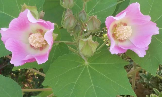 芙蓉花的花语是什么？芙蓉花有哪些寓意？