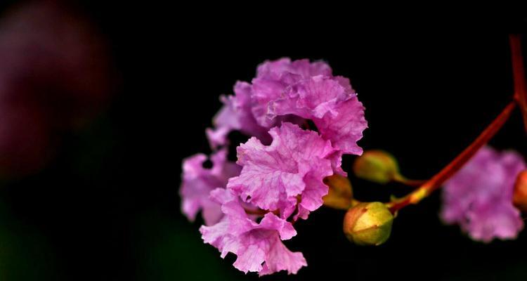 紫薇花的花语是什么？紫薇花有哪些寓意？