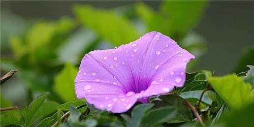 紫色野菊花的花语是什么？紫色野菊花有哪些寓意？