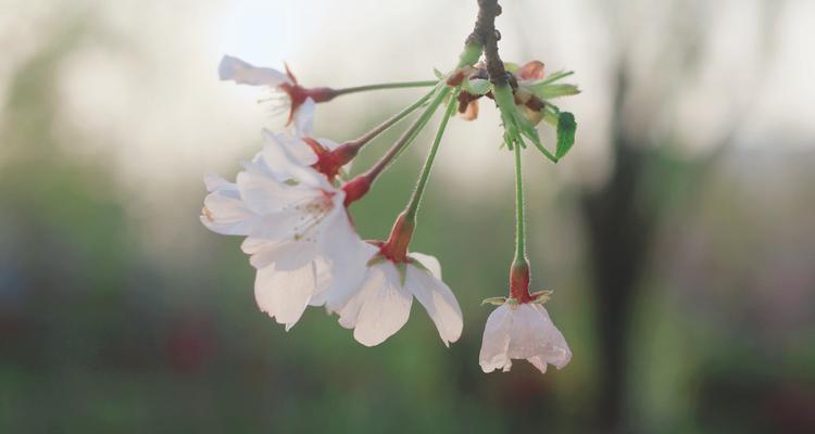 樱花诗的花语是什么？樱花诗有哪些寓意？