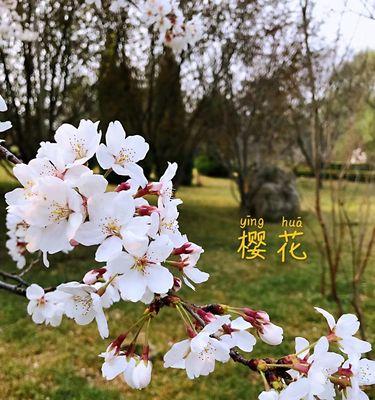 樱花诗的花语是什么？樱花诗有哪些寓意？