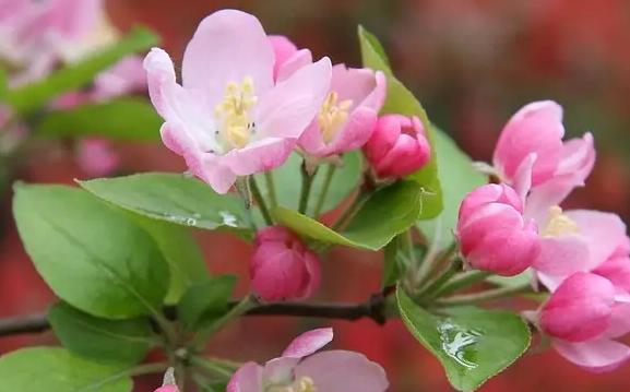 海棠花的花语是什么？海棠花有哪些寓意？