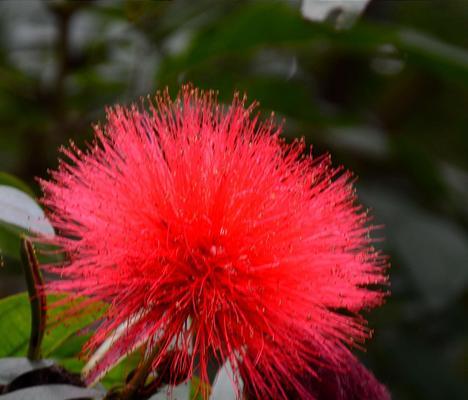 朱樱花的花语是什么？朱樱花有哪些寓意？