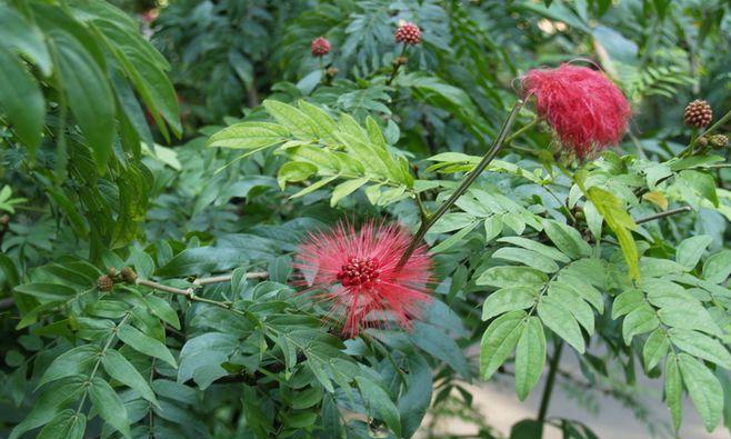 朱樱花的花语是什么？朱樱花有哪些寓意？