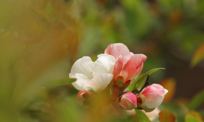 白色海棠花的花语是什么？白色海棠花有哪些寓意？