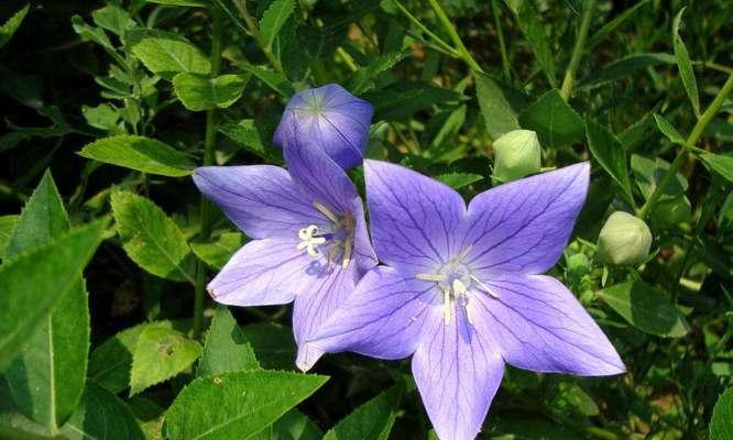 代表坚持的花是什么？坚持的花语是什么？