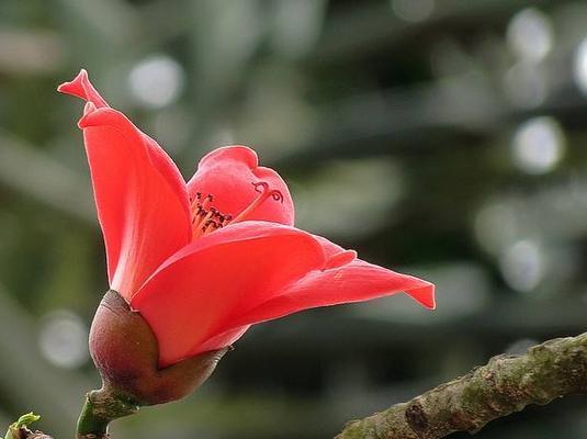 木棉花的寓意是什么？木棉花有哪些象征意义？