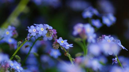 星辰花的花语是什么？星辰花有哪些寓意？