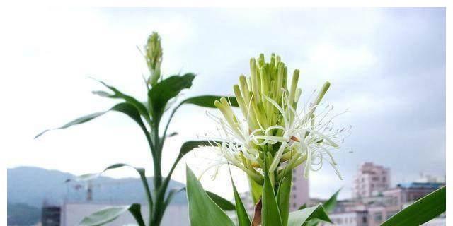 富贵竹开花有什么寓意？富贵竹开花是好兆头吗？