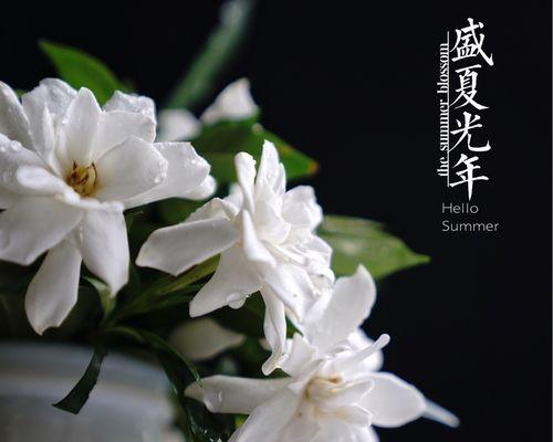 栀子花的寓意是什么？栀子花有哪些象征意义？