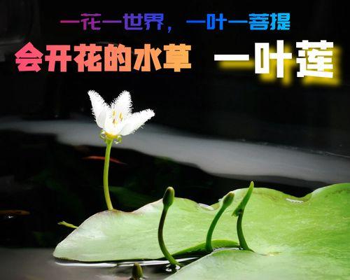 水草开花有什么寓意？水草开花是好兆头吗？