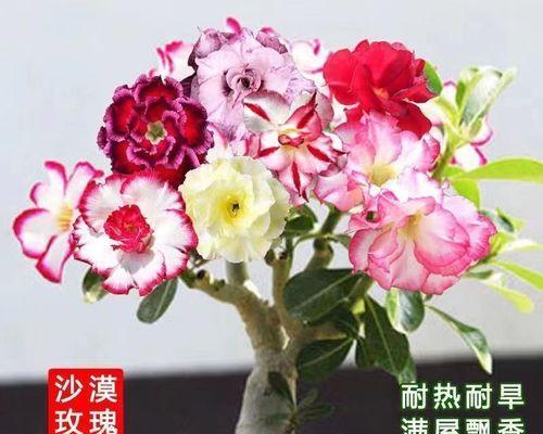 玫瑰花不同颜色的寓意是什么？玫瑰花颜色代表什么？