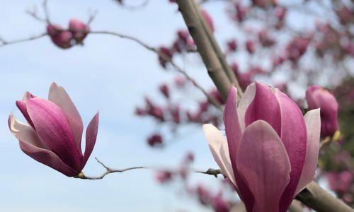 玉兰花的花语是什么？玉兰花有哪些寓意？