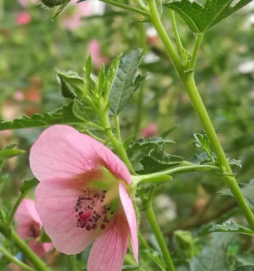 小木槿花期是什么时候？小木槿的花期和开花时间是什么时候？