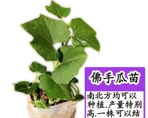 佛手瓜用什么肥料最好？佛手瓜施肥方法和注意事项是什么？