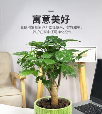 平安树可以种在院子里吗？平安树室外种植的可行性如何？