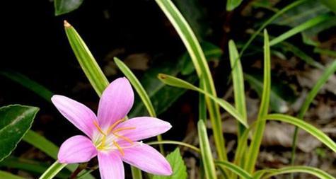 韭菜莲冬天开花吗？韭菜莲的花期和开花时间是什么时候？