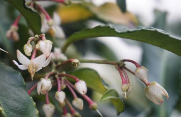 广东桉树什么时候开花？广东桉树的花期和开花时间是什么时候？