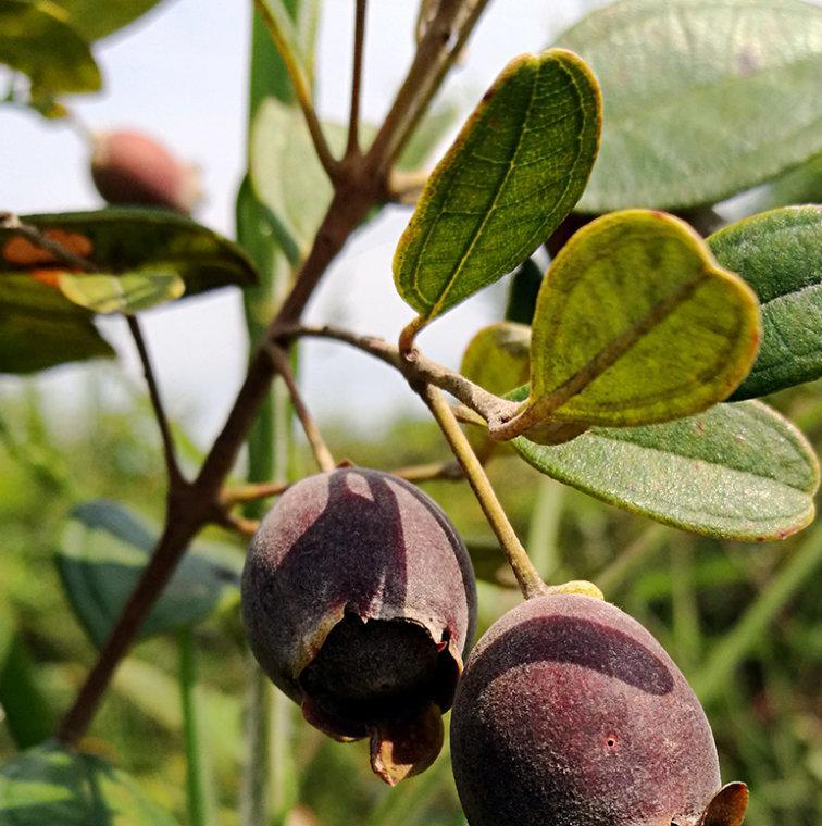 捻子什么季节成熟上市？捻子的成熟时间和季节是什么？