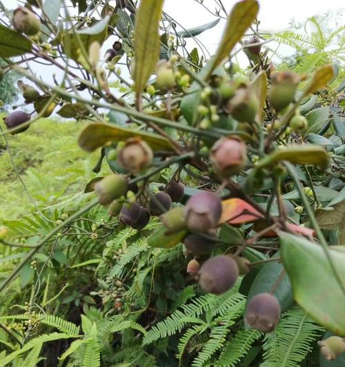 捻子什么季节成熟上市？捻子的成熟时间和季节是什么？