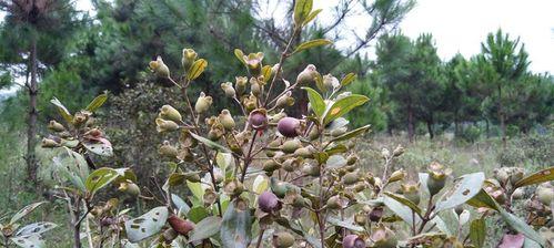 捻子什么季节成熟上市？捻子的成熟时间和季节是什么？