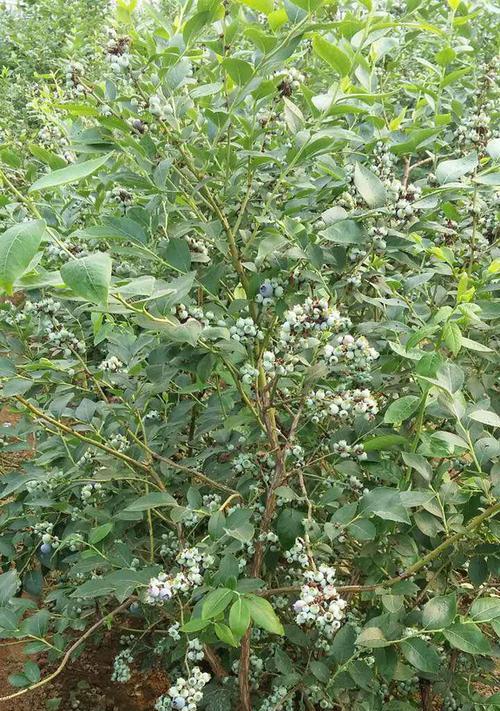 蓝莓可以淋雨吗？蓝莓淋雨后的处理方法是什么？